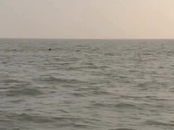 Pilot whale pod at sea News Clip