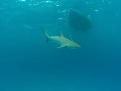 shark on fishing line, boat above, underwater, Bahamas  Stock Footage