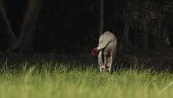 Sarus Crane(Grus antigone) Stock Footage