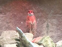 CLEAN: Counting all the animals at London zoo News Clip