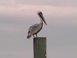 pelican brown Stock Footage