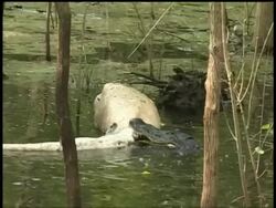 Alligator biting onto dead carcass then pulls along surface of water, Brazos Bend State Park, Texas, USA Stock Footage