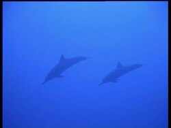 Two Spinner Dolphins, Stenella longirostris, swimming, zoom out to divers filming, WA, Layang Layang, Malaysia Stock Footage