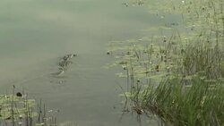 A crocodile swims in grassy wetlands. Stock Footage
