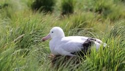 A Wandering Albatross; Diomedea exulans, the bird with the largest wing span on the planet, at around 11 feet 6 inches, nesting on Prion Island, South Georgia, Southern Ocean. Stock Footage