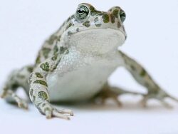 Toad Portrait with Funny Face Jumping Away Stock Footage