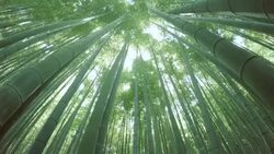 bamboo forest - 4K Stock Footage