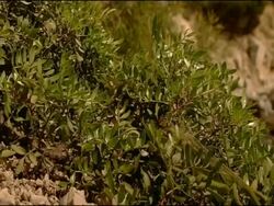 Chameleon moves over ground and catches prey, Andalucia, Spain Stock Footage