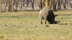Rhino Grazing Stock Footage