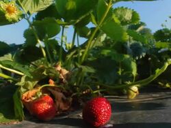 Strawberry picking Stock Footage