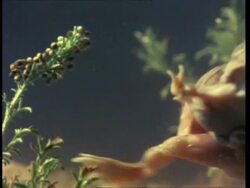 CU Pair of Spadefoot toads swimming whilst mating, USA Stock Footage