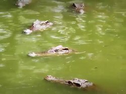 Crocodile Stock Footage