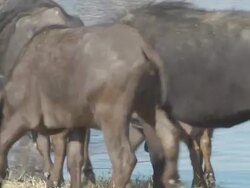 buffalo Stock Footage