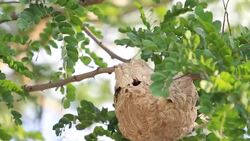 Wasp Hive Stock Footage