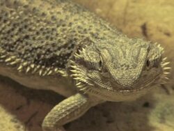 bearded dragon Stock Footage