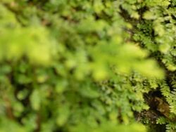 dolly : fern on root of tree Stock Footage