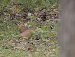 hart sit and walk away Stock Footage