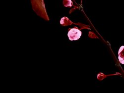 Japanese Blooming cherry tree HD Stock Footage
