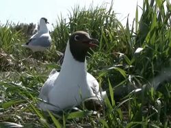 MS ZO ZI Gull protecting and keeping baby warm by sitting on it / Visby, Nar, Ljugarn, Gotland, Sweden   Stock Footage