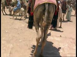 Egypt - Launch Of Project To Revamp The Pyramids News Clip