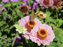 Noravank monastery, butterfly and flowers in the entrace of the complex Stock Footage