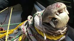 Crocodiles caught in resort town following heavy rains News Clip