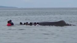 CLEAN : Indonesian locals battle to free beached whales News Clip