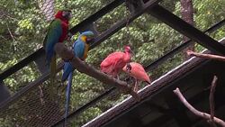 CLEAN : Rio zoo reopens News Clip