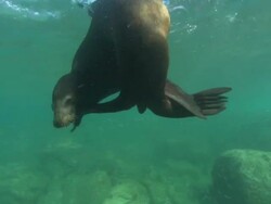 Sea Lion bull scratching face with flipper, Mexico  Stock Footage