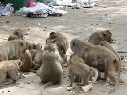 Feeding monkeys. Stock Footage