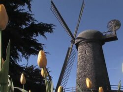 Tulip Garden and Windmill Stock Footage