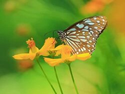 Butterfly Stock Footage