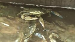 Freshly caught crabs snap at each other in a holding pan. Stock Footage