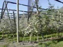 MS POV Shot of Apple blossom (Malus) in flowering apple plantation / Merano, South Tyrol, Italy Stock Footage