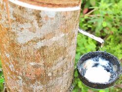Rubber dripping from a rubber tree Stock Footage