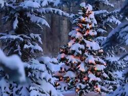 Christmas tree glowing in forest Stock Footage