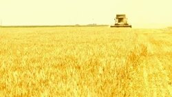Harvesting of grain harvesters Stock Footage