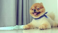 pomeranian dog Stock Footage