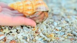 Hermit crab come back to the nature Stock Footage