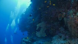 Deep scuba diving with colorful sea fan coral Stock Footage