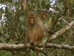MS 2 Macaque Monkeys in tree, 1 looking around, India Stock Footage