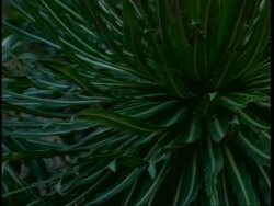 CU zoom out from base of two Giant Lobelia, Lobelia wollastonii, showing leaf structure, Uganda, Africa Stock Footage
