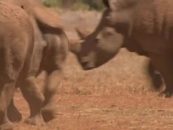 White rhino (Ceratotherium simum) adults and young, Kenya Stock Footage