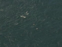 MS AERIAL ZO Shot of Southern Right Whales and Common Dolphin swimming off coast of Western Cape / Cape Town, Western Cape, South Africa Stock Footage