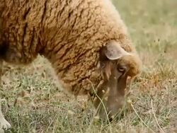 Grazing sheep close up Stock Footage