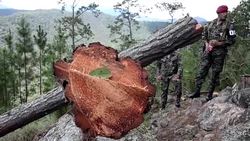 CLEAN : The southern pine beetle Hondurass ecological catastrophe News Clip