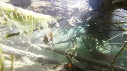 FIsh Habitat Stock Footage