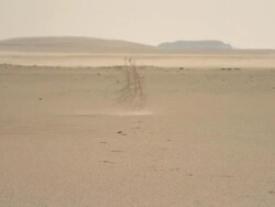 Wide Shot static - A solitary tumbleweed rolls across a barren desert / Sahara, Egypt Stock Footage