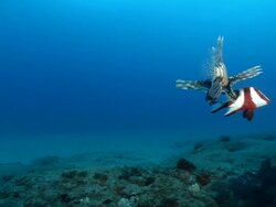 WS Shot of School of devil fire fish drifting and swimming with surge above rocks shadowed by single emperor snapper / Matola, Maputo, Mozambique Stock Footage