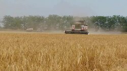 Harvesting of grain harvesters Stock Footage